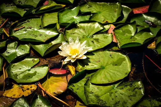 进阶玩法示意图